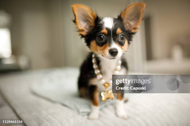 cane che indossa gioielli - chihuahua dog foto e immagini stock