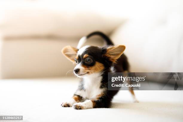 perrito chihuahua agazapado - toy dog fotografías e imágenes de stock