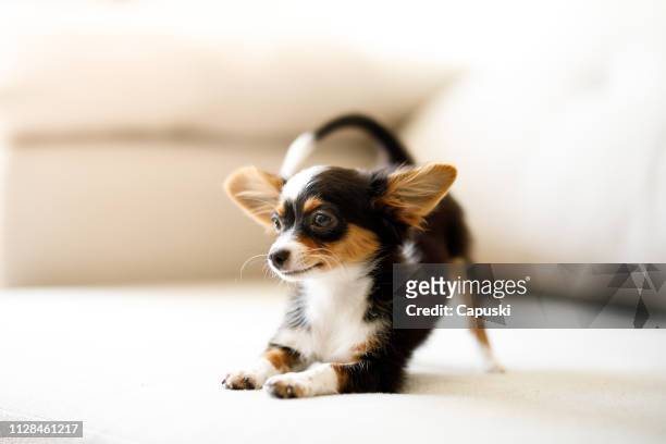 チワワの子犬は身をかがめる - chihuahua dog ストックフォトと画像