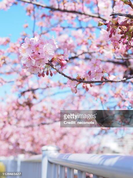 cherry blossoms with white railing - 柵 stock pictures, royalty-free photos & images