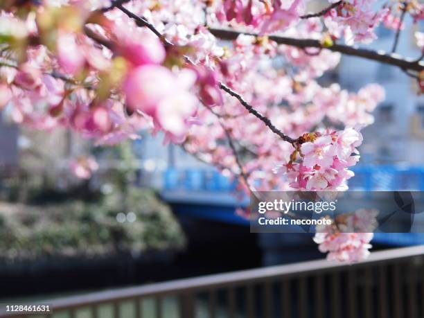 cherry blossoms against a blue bridge backdrop - 小川 stock pictures, royalty-free photos & images