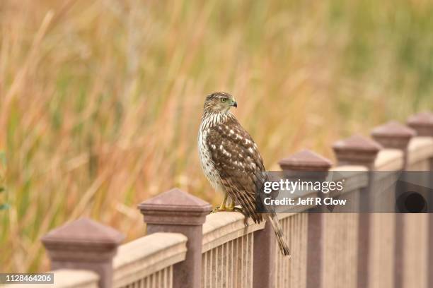 coopers hawk on the boardwalk on south padre island - south padre island stock pictures, royalty-free photos & images