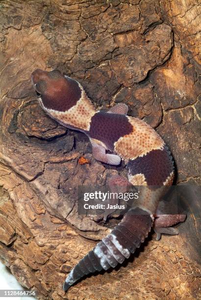hemitheconyx caudicinctus – fat-tail gecko - hemitheconyx caudicinctus stock pictures, royalty-free photos & images