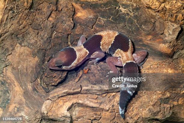 hemitheconyx caudicinctus – fat-tail gecko - hemitheconyx caudicinctus stock pictures, royalty-free photos & images