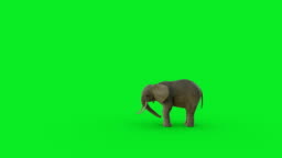 The 3d Elephant Animation On Green Screen Background And Hyper Realistic  Render High-Res Stock Video Footage - Getty Images
