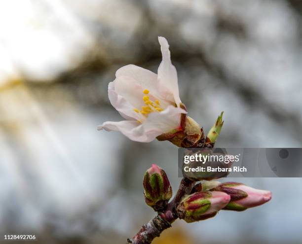 close-up of the first pop of bloom on california almond trees as the season begins. - almond branch fotografías e imágenes de stock