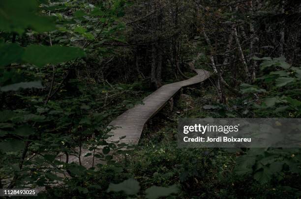 path in the forest - dirección stock-fotos und bilder