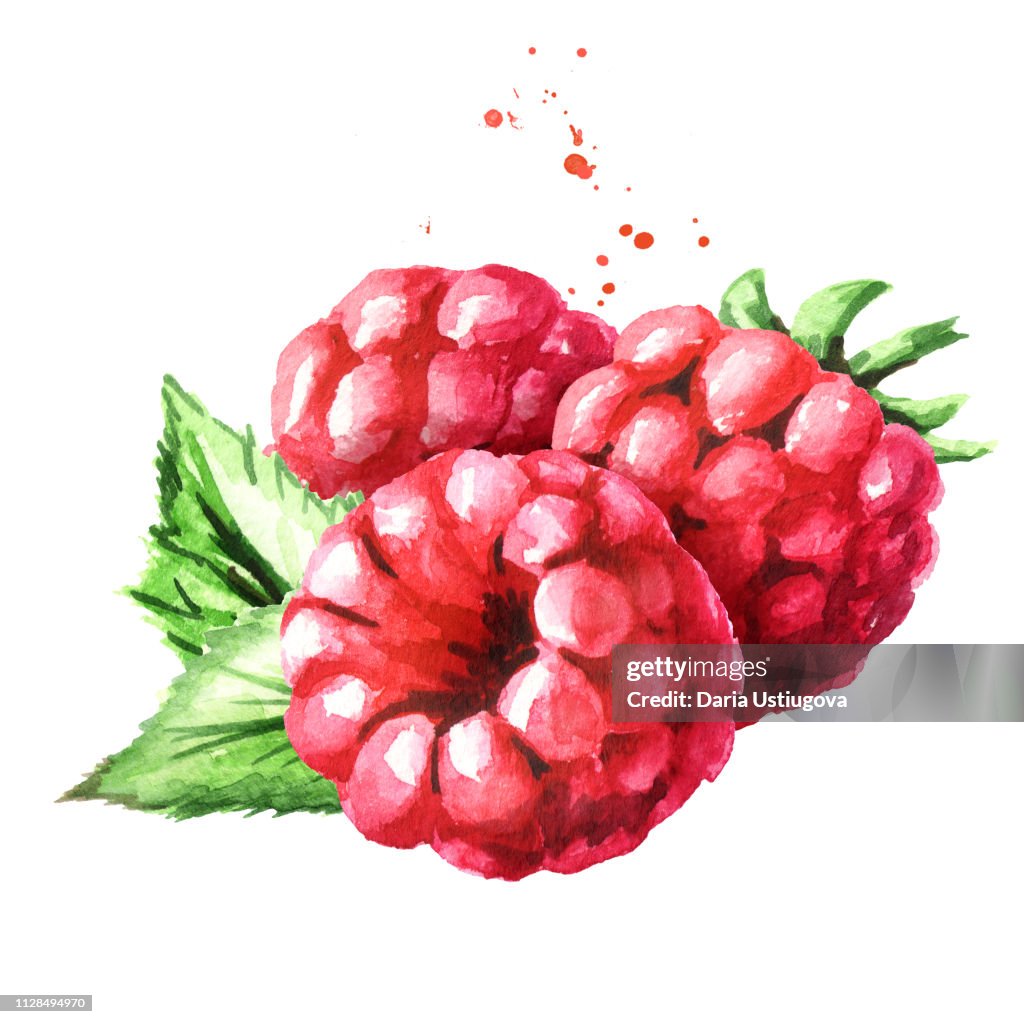 Raspberry Red Draw Red Ripe Raspberry Watercolor Hand Drawn Illustration Isolated On White ...