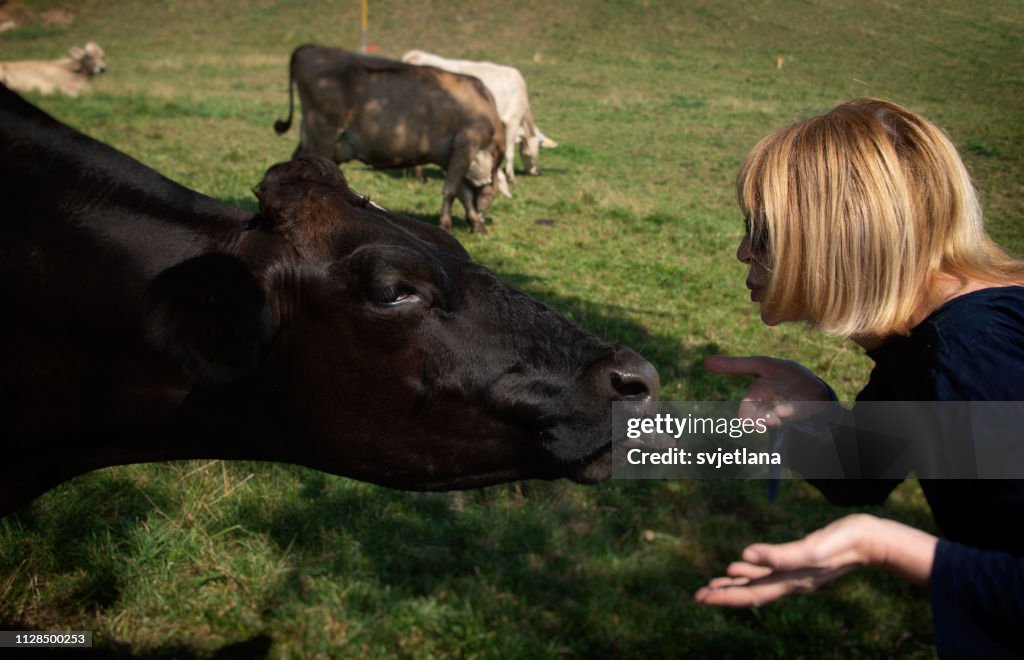 Woman feeding salt to a cow and blowing a kiss, Switzerland