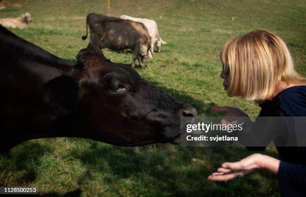 woman feeding salt to a cow and blowing a kiss, switzerland - animal tongue stock pictures, royalty-free photos & images