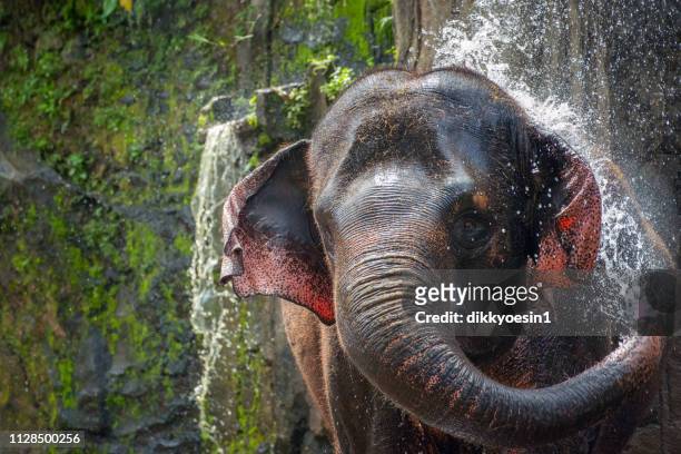 elephant squirting water, tangkahan, sumatra, indonesia - animal nose stock pictures, royalty-free photos & images