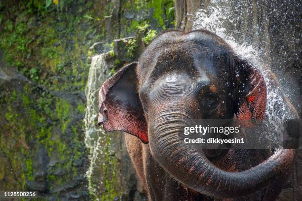 elephant squirting water, tangkahan, sumatra, indonesia - sumatran elephant - fotografias e filmes do acervo