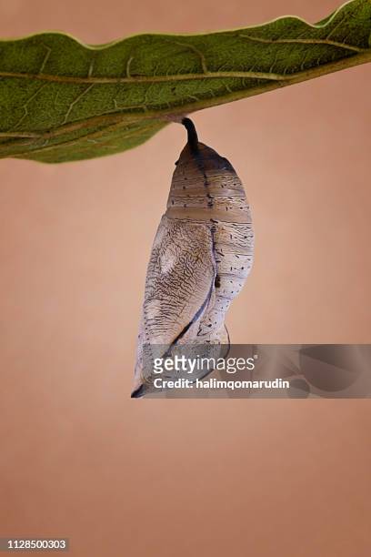 butterfly cocoon hanging on a leaf, indonesia - 繭 �個照片及圖片檔