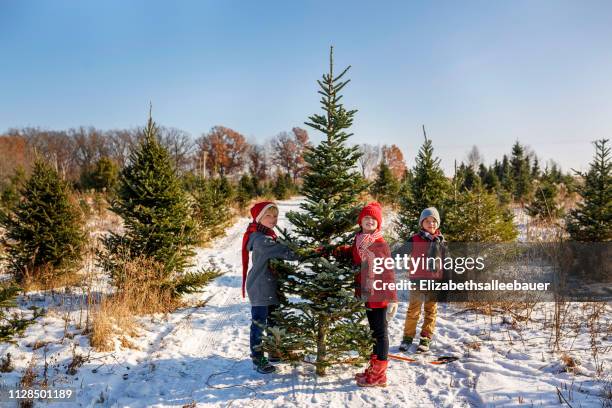 three children choosing a christmas tree on a christmas tree farm, united states - christmas tree farm fotografías e imágenes de stock