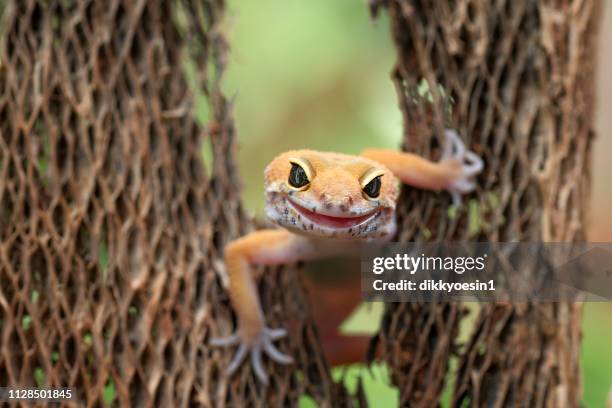 close-up of a leopard gecko, indonesia - gecko leopard stockfoto's en -beelden