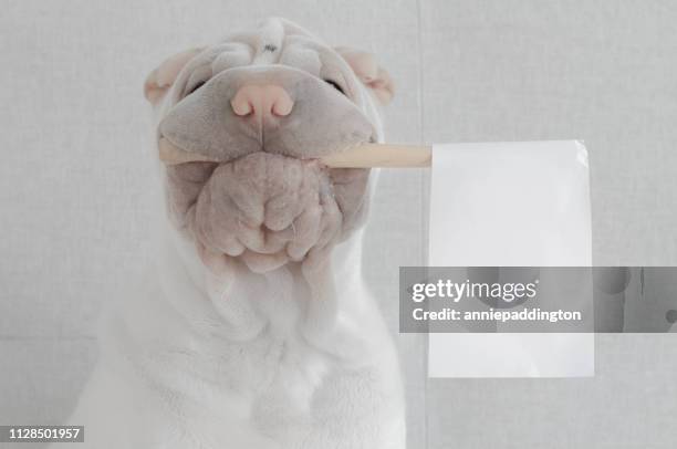 shar-pei with white flag - white flag stock pictures, royalty-free photos & images