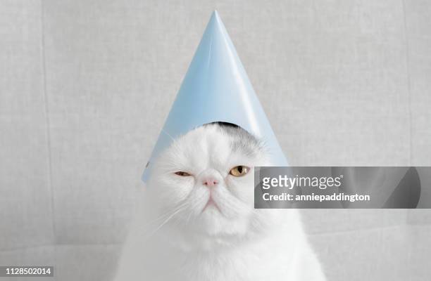 portrait of an exotic shorthair cat wearing a party hat - hang over stock pictures, royalty-free photos & images