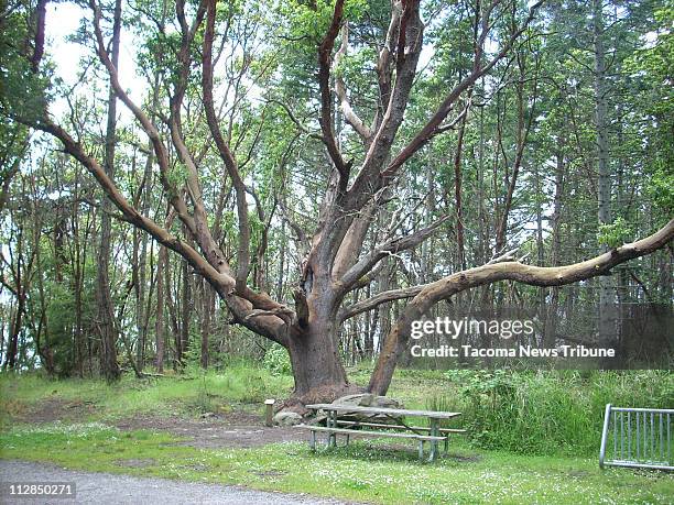 Pacific Madrone tree at Lime Kiln State Park.