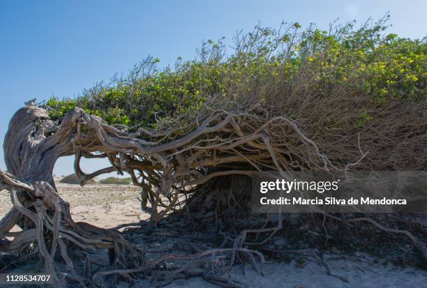 the tree of laziness, a natural icon of preá beach, in jijoca de jericoacoara. - preservação ambiental stock pictures, royalty-free photos & images