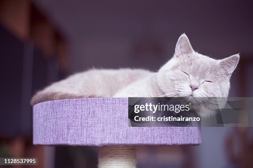 Cat sleeping Cat sleeping