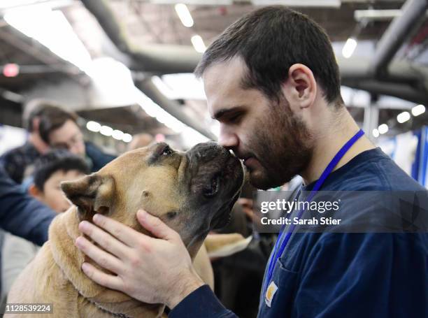 Trainer shares a moment with his Cane Corso during the Meet The Breed event at Piers 92/94 ahead of the 143rd Westminster Kennel Club Dog Show on...