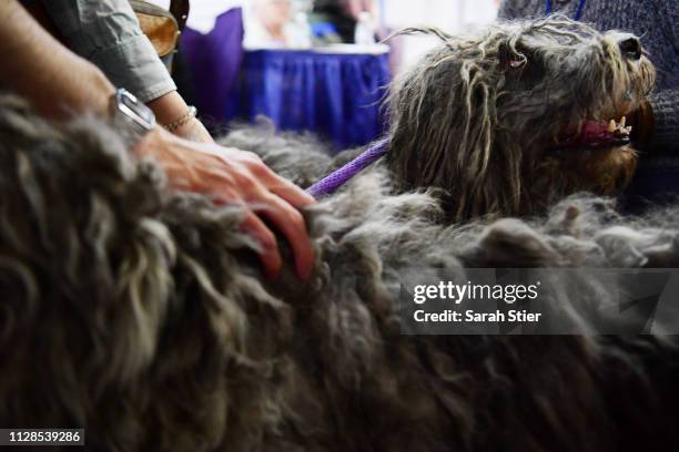 Bergamasco Sheepdog attends the Meet The Breed event at Piers 92/94 ahead of the 143rd Westminster Kennel Club Dog Show on February 09, 2019 in New...