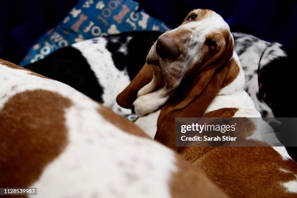 Bassett Hound attends the Meet The Breed event at Piers 92/94 ahead of the 143rd Westminster Kennel Club Dog Show on February 09, 2019 in New York...