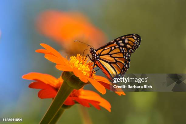 monarch butterfly - mariposa monarca fotografías e imágenes de stock