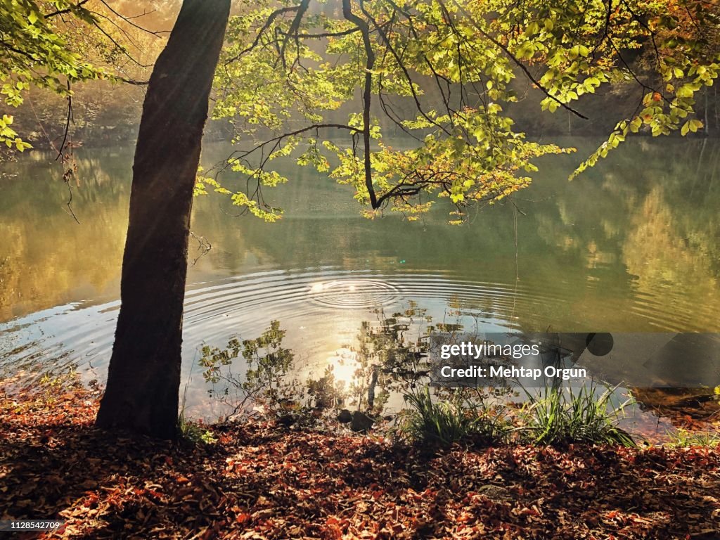 Reflections of trees in a lake