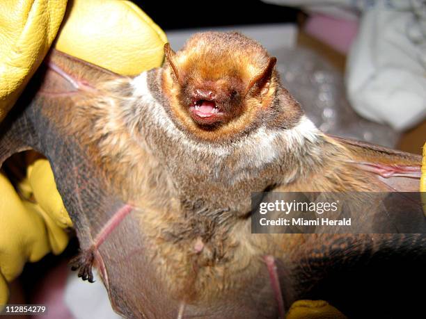 Seminole bat is examined. Scientists are studying bats in the Everglades to determine what types and how many live there.