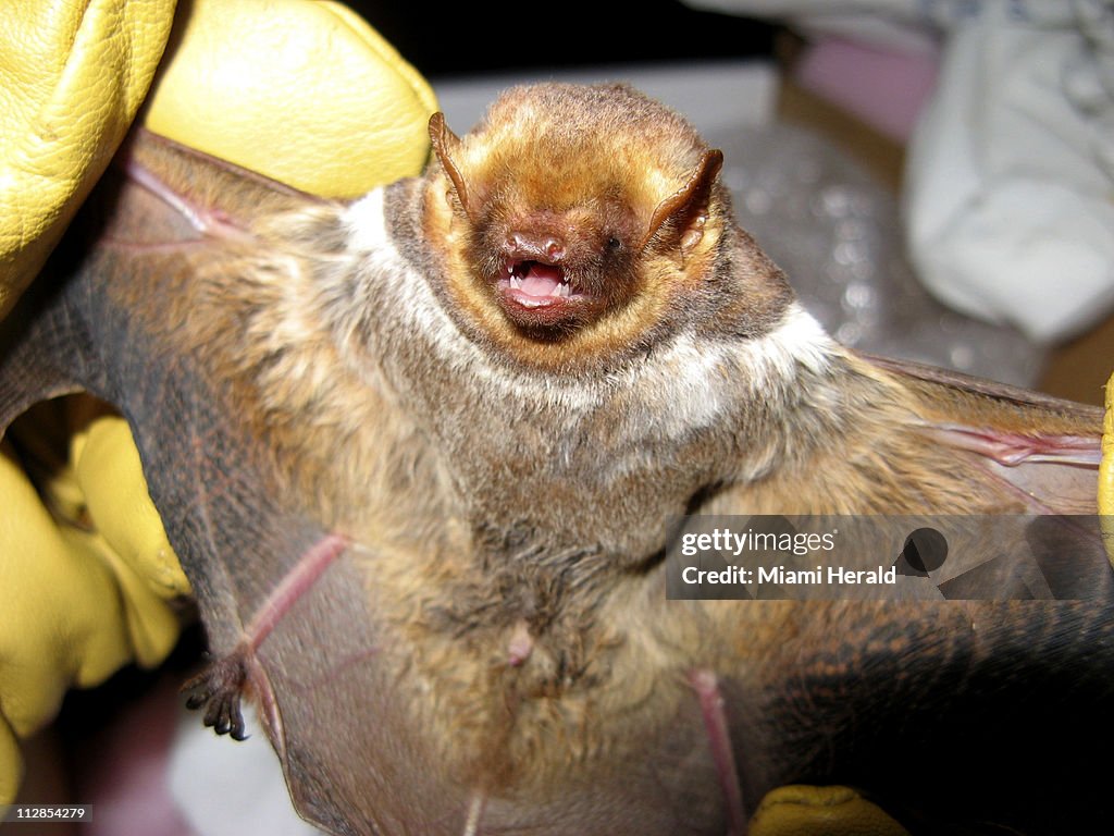 BATS IN THE EVERGLADES