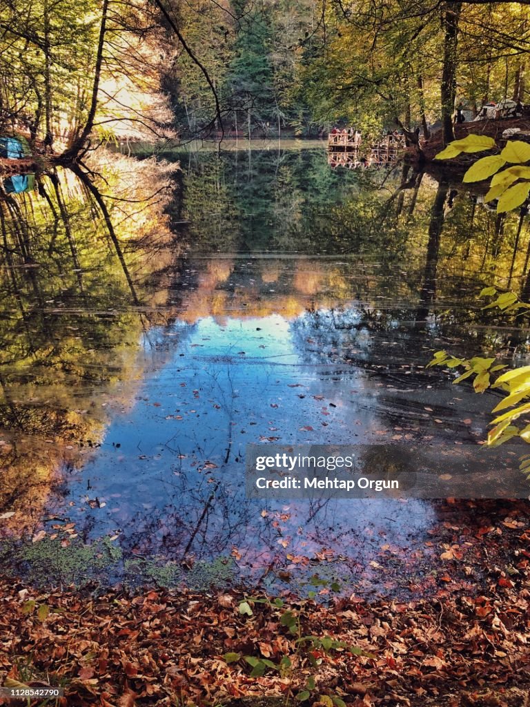 Reflections of trees in a lake