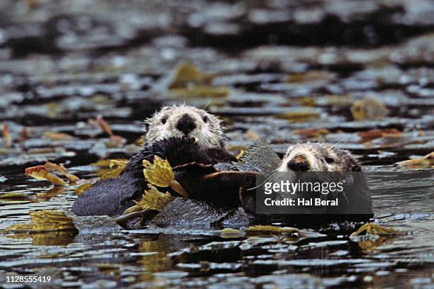 southern sea otters resting wrapped in kelp - sea otter stock pictures, royalty-free photos & images