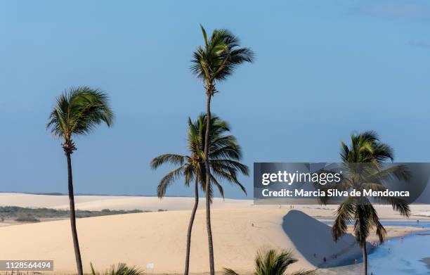 from the top the stunning view of the dune of the sunset and the other dunes that make up the scenery of jericoacoara. - coqueiro fotografías e imágenes de stock