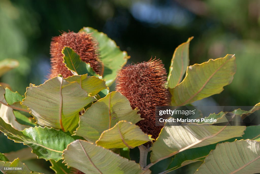 Dead banksia flower