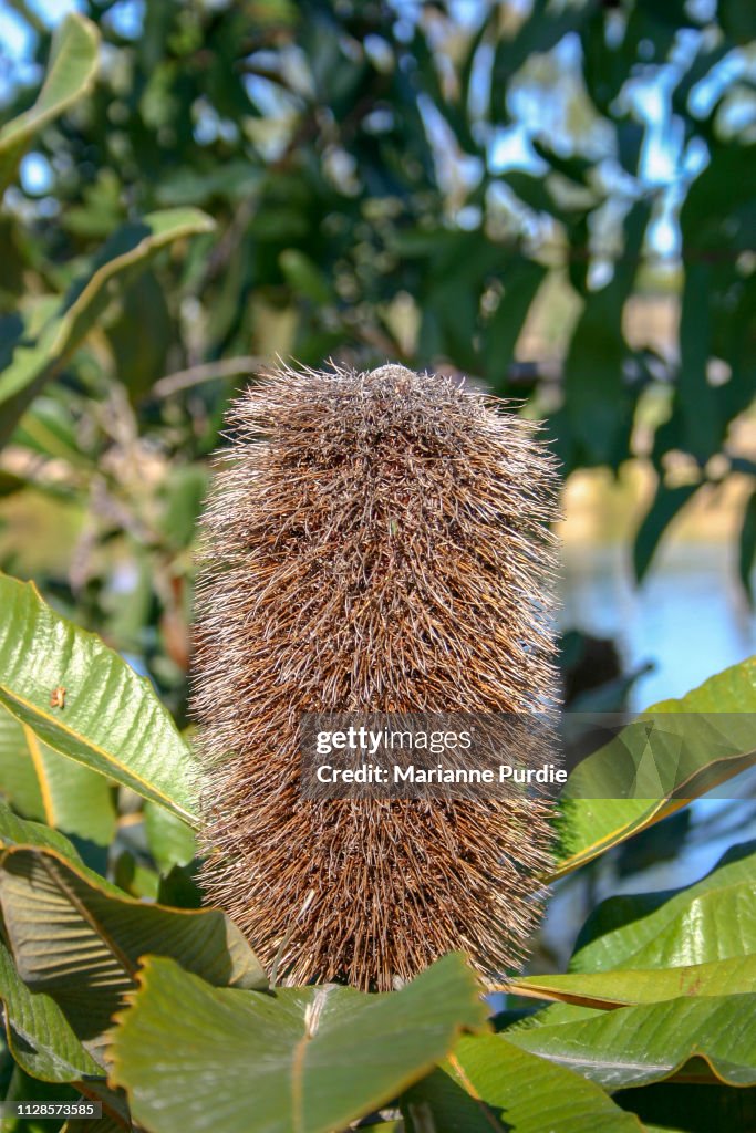 Dead banksia flower