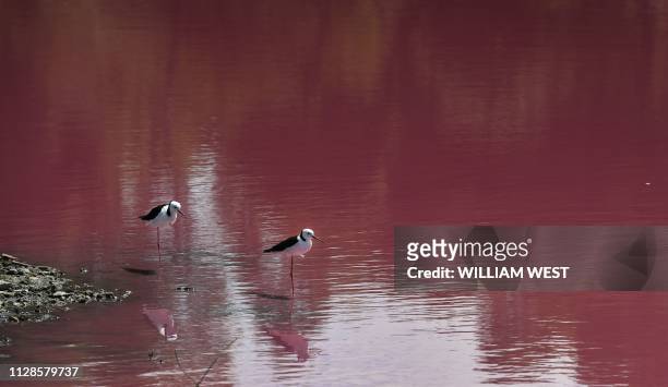 Two stilts look out over a lake that has turned a vivid pink thanks to extreme salt levels further exacerbated by hot weather in a startling natural...