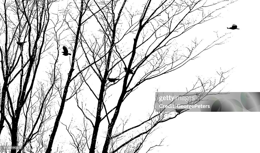Cuervos vuelo y aterrizaje en los árboles de invierno