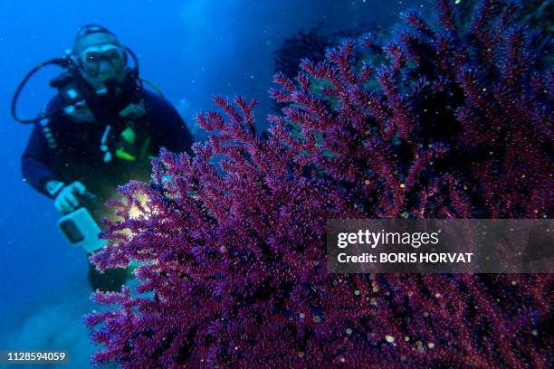 Diver looks at a Gorgonian in the Mediterranean Sea, near La Ciotat, southeastern France, on March 03, 2019.