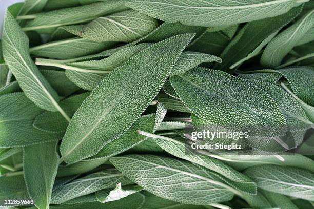 a close-up on a pile of sage leaves - salie stockfoto's en -beelden