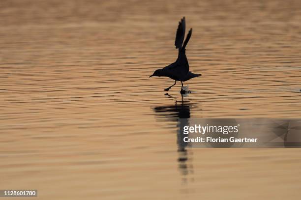 Gull is pictured during landing on the lake Berzdorfer See on February 24, 2019 in Goerlitz, Germany.