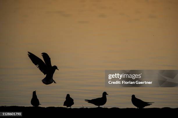 Five gulls are pictured on the lake Berzdorfer See on February 24, 2019 in Goerlitz, Germany.