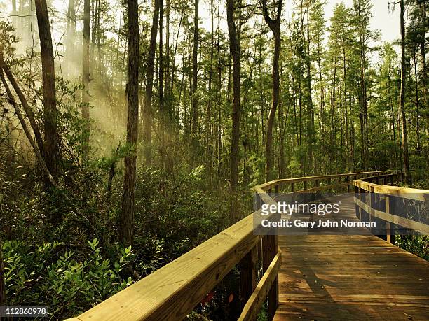 boardwalk in nature - orlando florida stock pictures, royalty-free photos & images