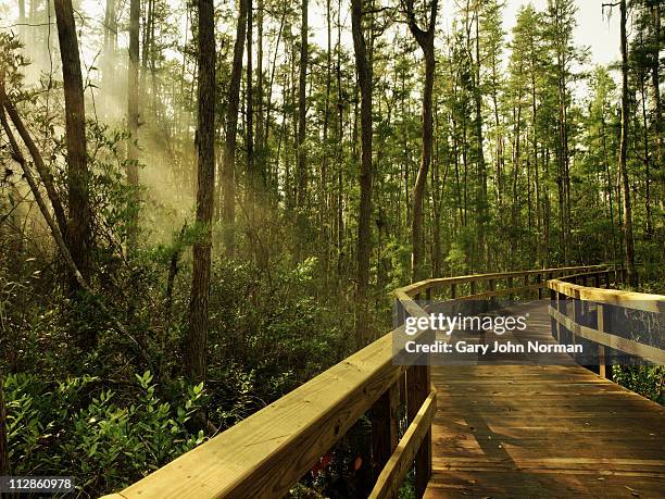 boardwalk in nature - orlando - florida bildbanksfoton och bilder