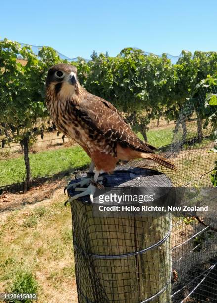 close up shot of a new zealand falcon in a vineyard - hawk protecting stock-fotos und bilder