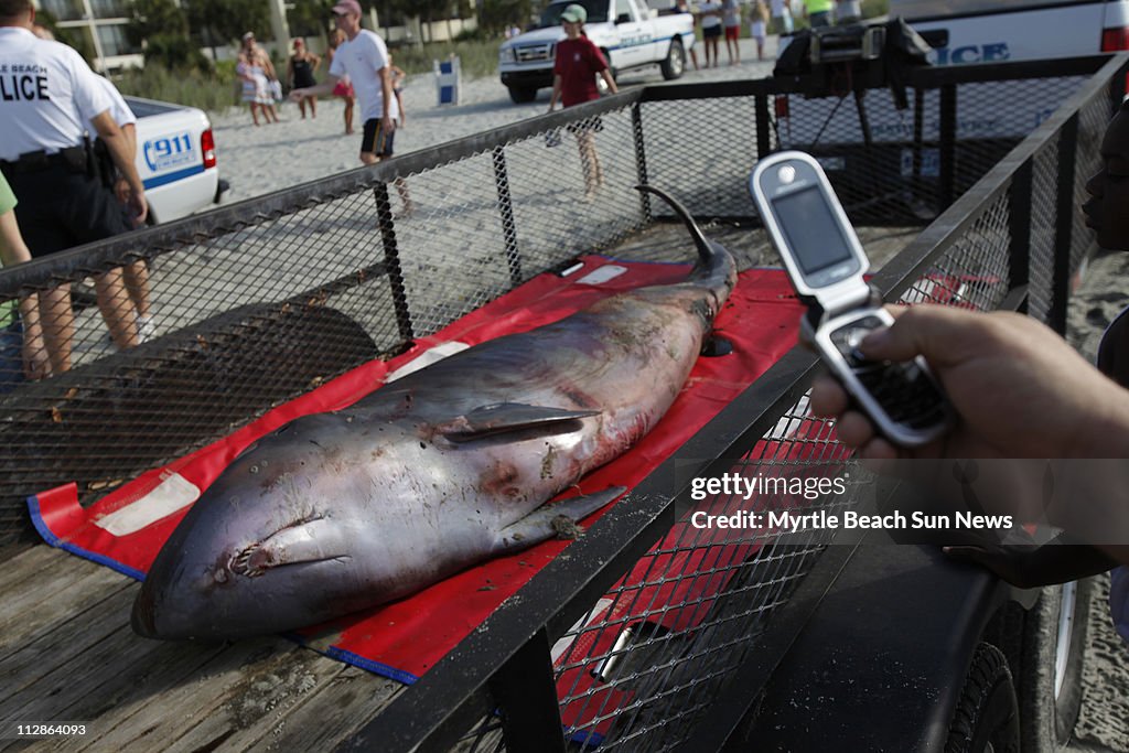 Sperm Whale