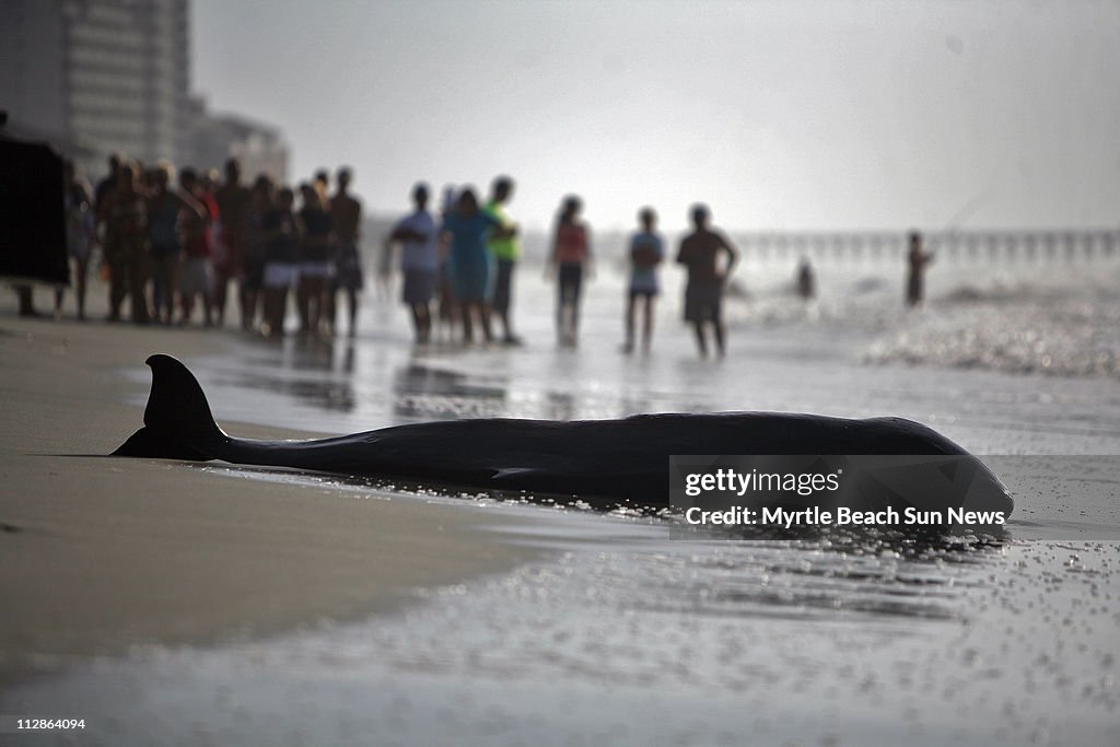 Sperm Whale