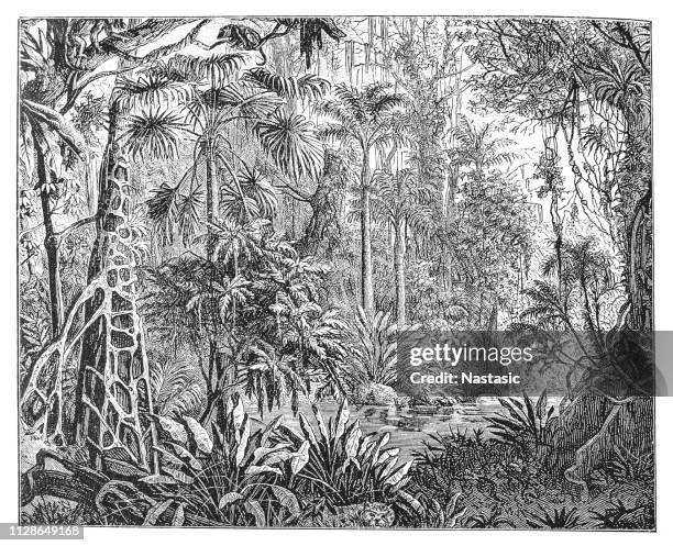 tropical plants in the tropics - philodendron stock illustrations