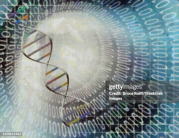 Dna Code Chain 155 Dna Binary Code Stock Photos, High-Res Pictures, and Images - Getty ...