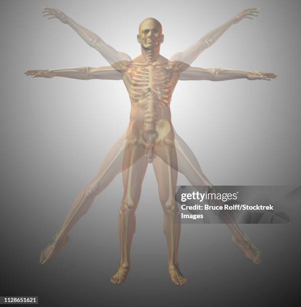 stockillustraties, clipart, cartoons en iconen met anatomical vitruvian man. x-ray. 3d rendering - model to scale